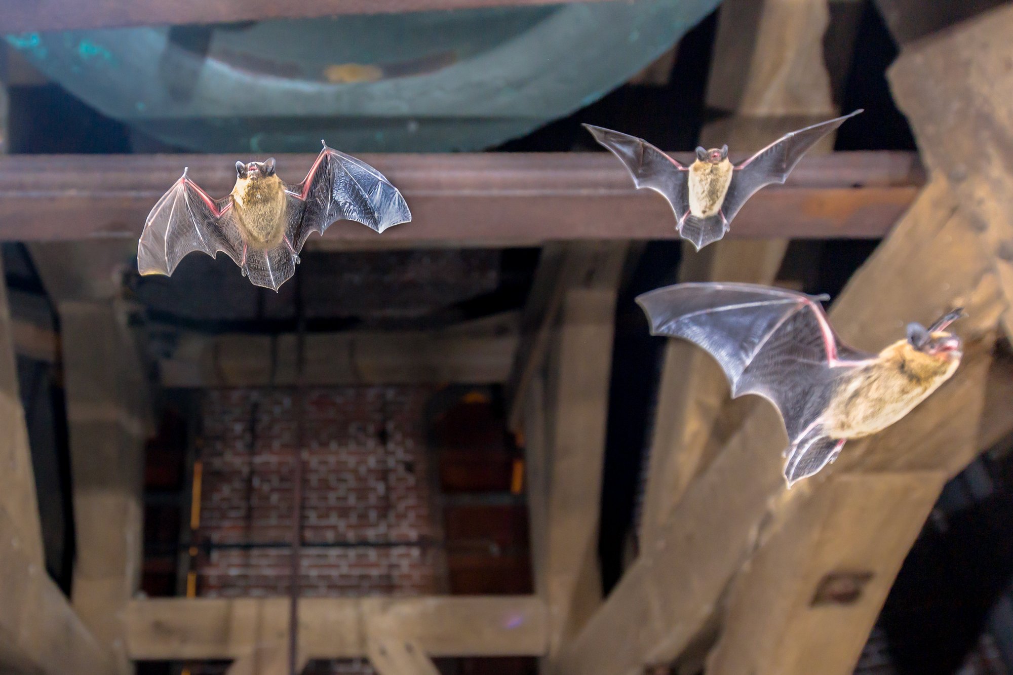 Bats-1142695622 Bats-1142695622