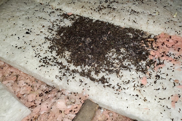 bat-guano-600x400 bat-guano-600x400