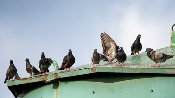 Bird-Mgmt-hewro-tmx-AdobeStock_494861191