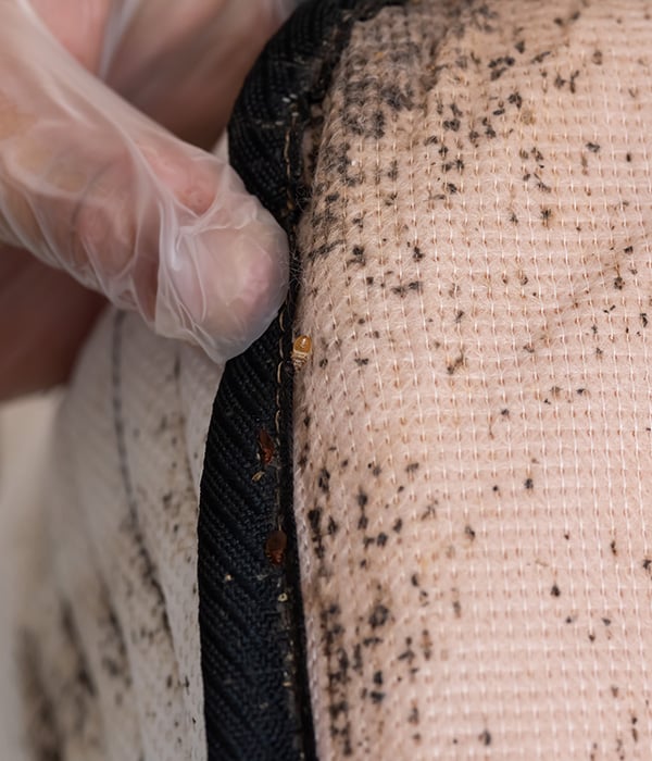 signs of bed bugs