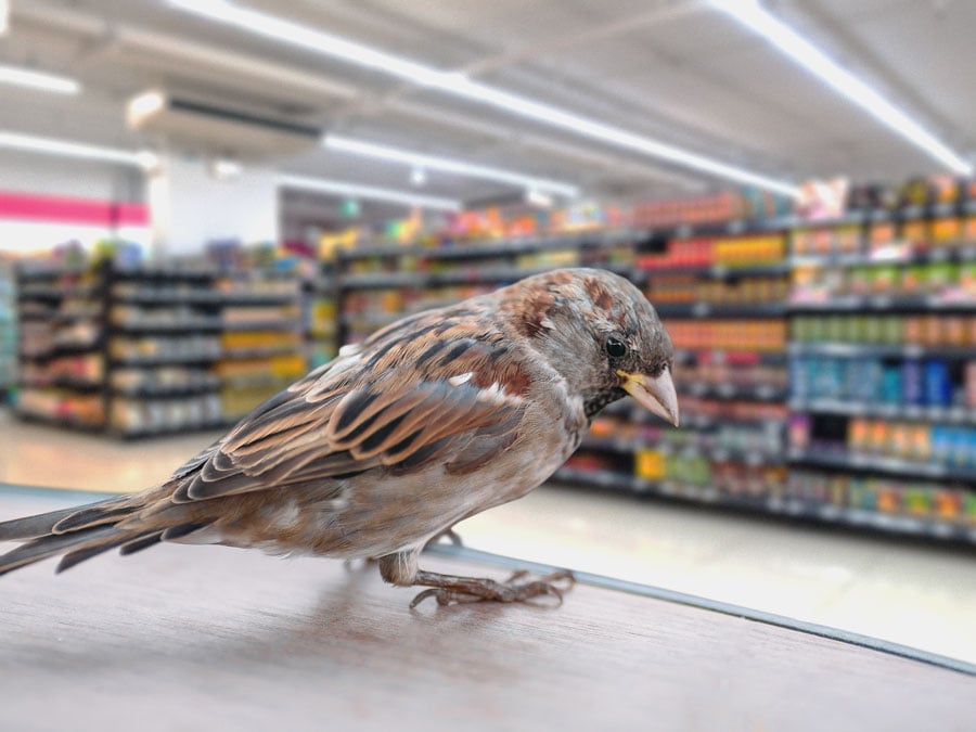 Bird removal