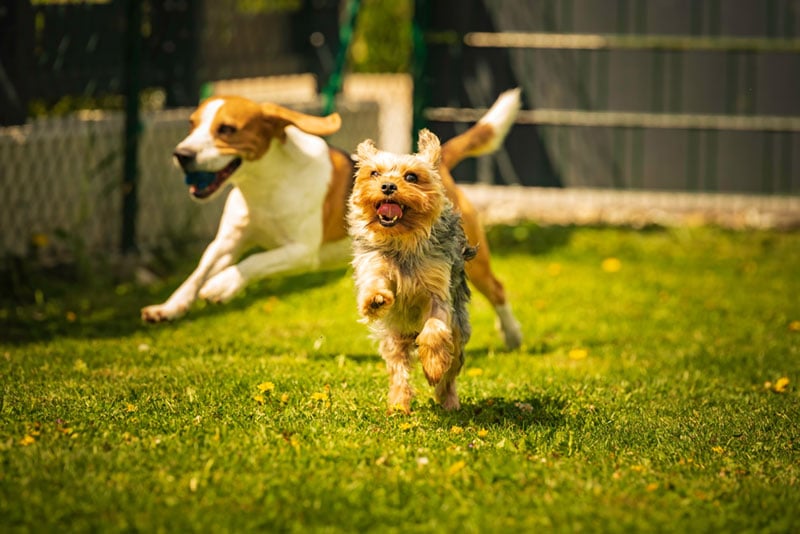 Dog Parks