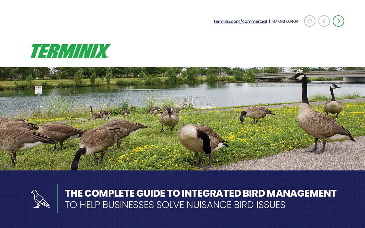 Terminix Complete Guide to Integrated Bird Management