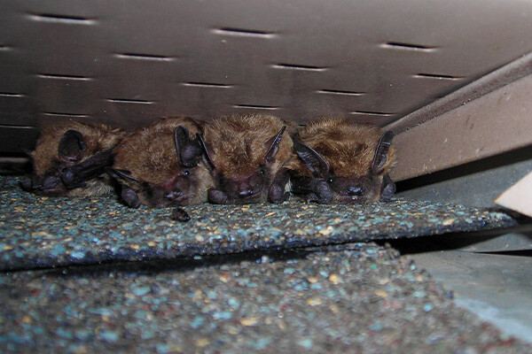 bat-roost-600x400 bat-roost-600x400